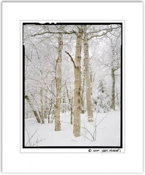 Frosty White Birch2.jpg